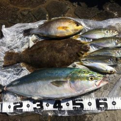 アジ釣り～飲ませ釣りまで順調